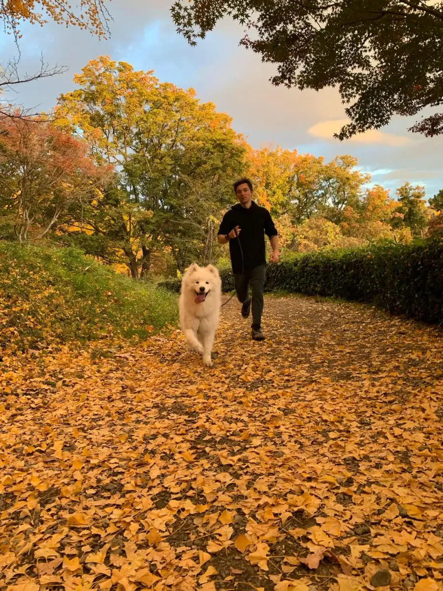 Chris Schwab running with his dog on a path of golden ginkgo leaves